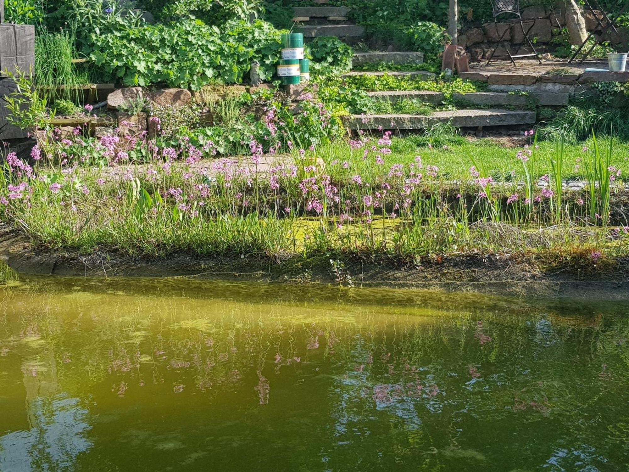 Wohnung Mit Sauna, Garten & Schwimmteich 比蒂希海姆-比辛根 外观 照片