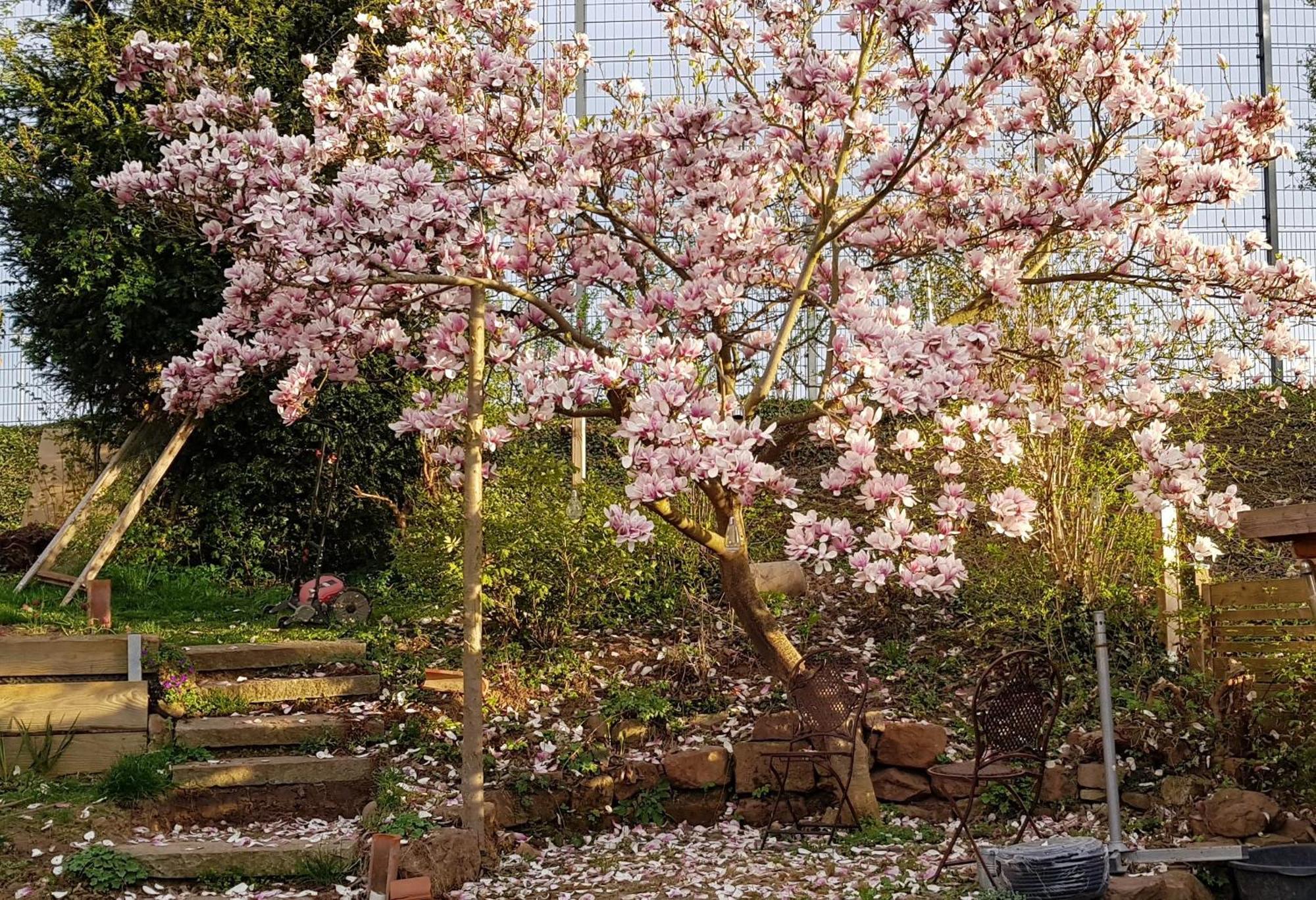 Wohnung Mit Sauna, Garten & Schwimmteich 比蒂希海姆-比辛根 外观 照片