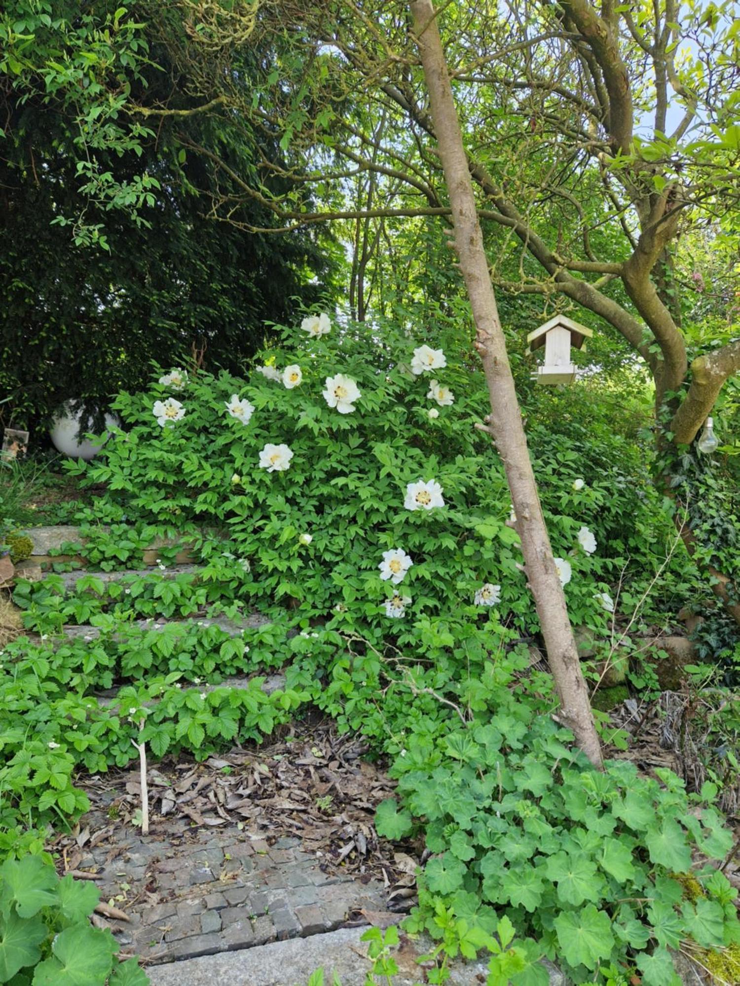 Wohnung Mit Sauna, Garten & Schwimmteich 比蒂希海姆-比辛根 外观 照片